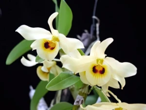 Bild von Dendrobium friederiksianum 2